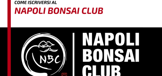 Come iscriversi al Napoli Bonsai Club