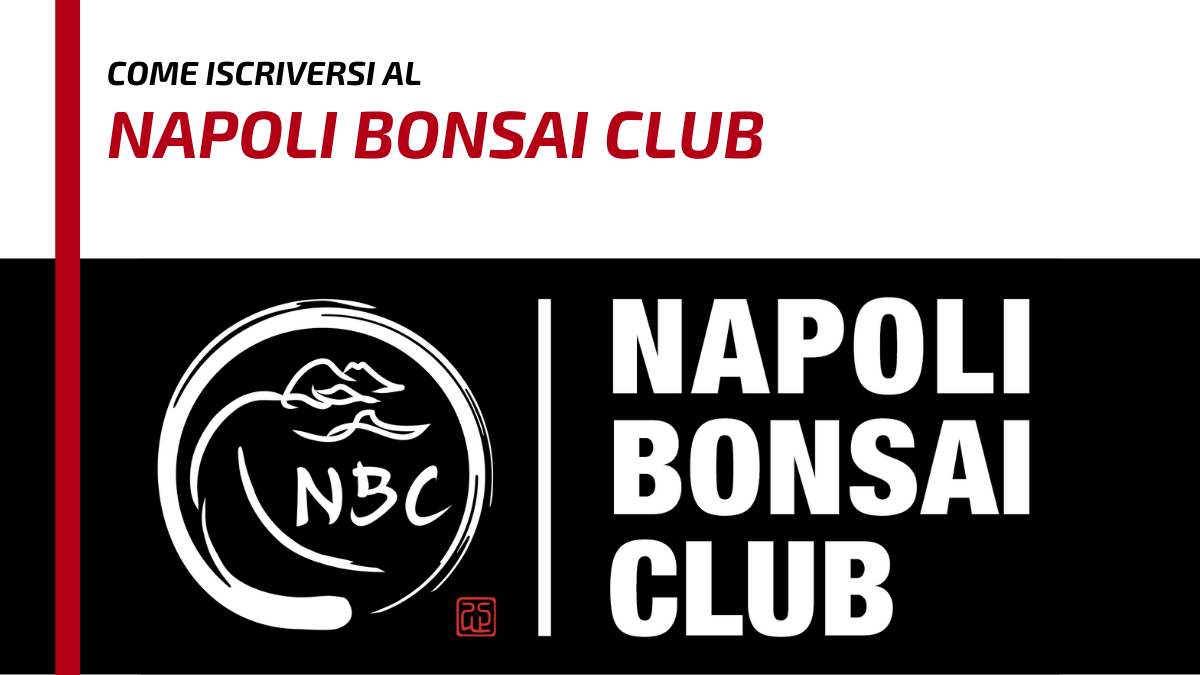 Come iscriversi al Napoli Bonsai Club